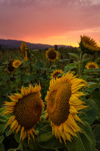 Sunflower Field at Sunset, Northern California, USA