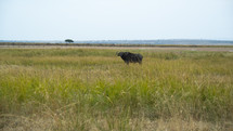African black buffalo 