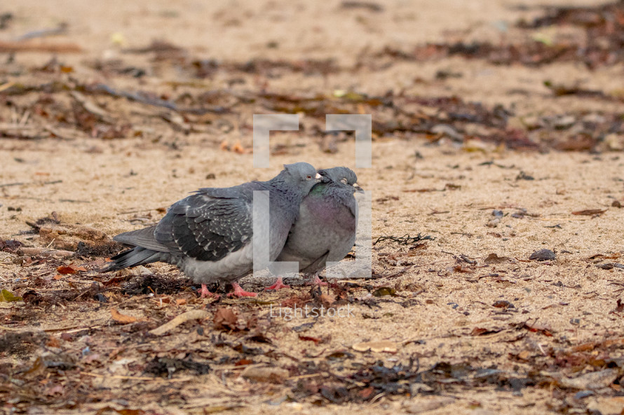 A Couple of Pigeons Courting on Bray Harbour Beach, Ireland