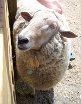 Lamb of God - hand petting a sheep