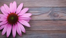 Pink coneflower flower on a wooden background with copy space.