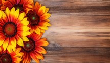 Red and orange sunflowers on wooden background. Top view with copy space