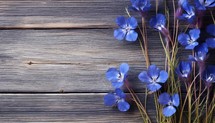 Flax flowers on a wooden background. Place for your text.