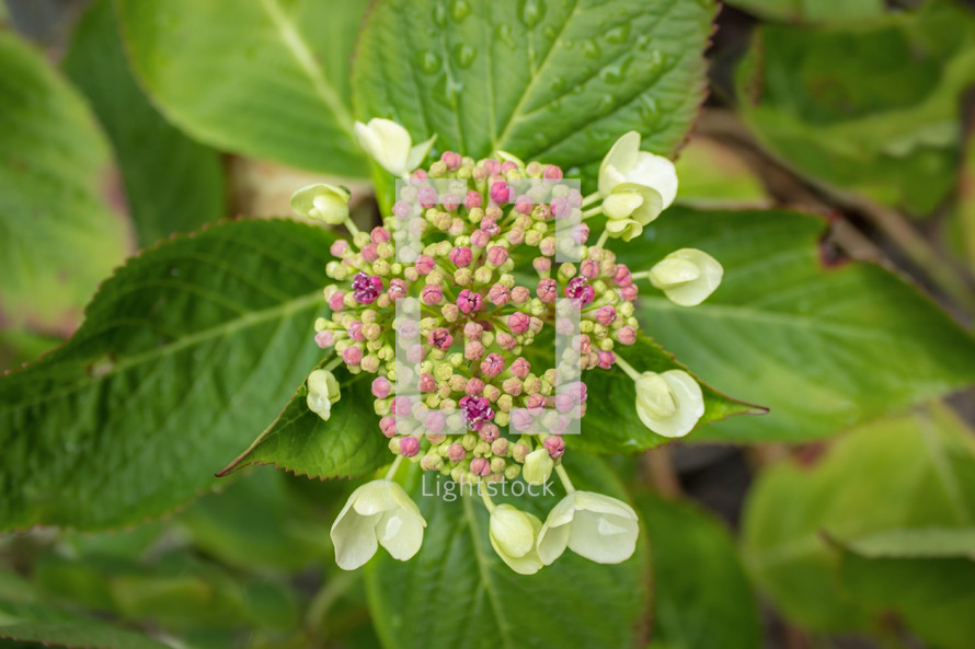 White Hydrangea with Pink Buds on Green Leaves