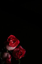 Red roses on black background.