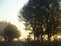 A morning sunrise burns away the fog surrounding a group of trees next to a country road and fence surrounded by the early morning light. 