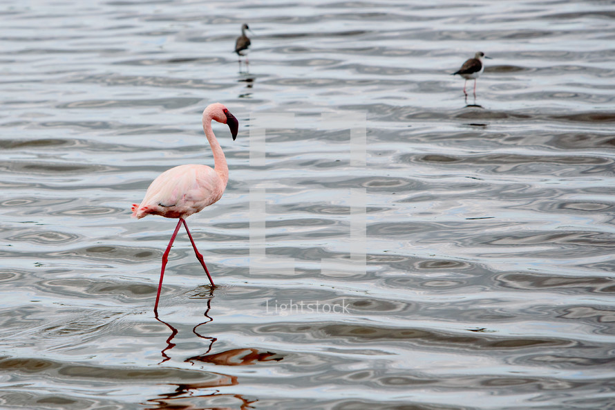 flamingo in water 