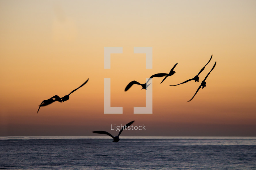 silhouettes of seagulls over the ocean at sunset 