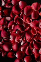 Red rose petals on a black background.