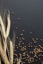 wheat and wheat grains on a black background 