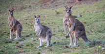 kangaroos in Canberra 