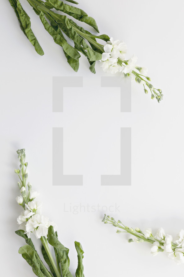 white flowers on a white background 