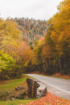 a road through a fall mountain forest 