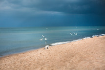 seagulls on a beach under stormy skies 