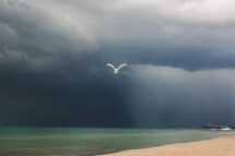 seagull in flight over a beach 