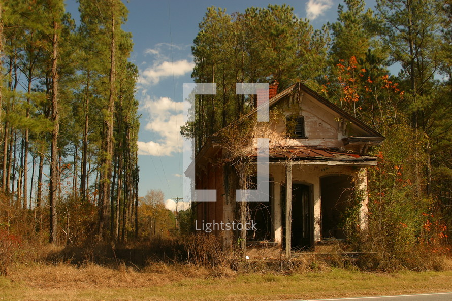 abandoned house in front of tall pines