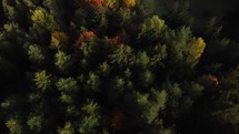 Aerial drone view over autumn forest of the Carpathian mountains forest. Colorful trees in the wood