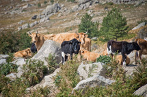 cattle on a rugged mountain landscape 
