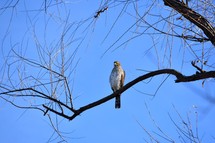 Cooper's Hawk on a branch against clear blue sky