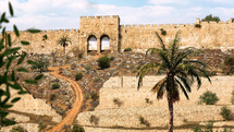 Old Jerusalem with palm and gate - day
