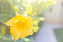yellow flower in Brazil 
