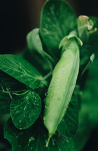green pea pod 