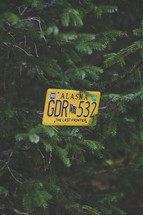 Alaska license plate in a pine tree 