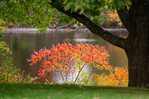 fall trees around a lake shore 