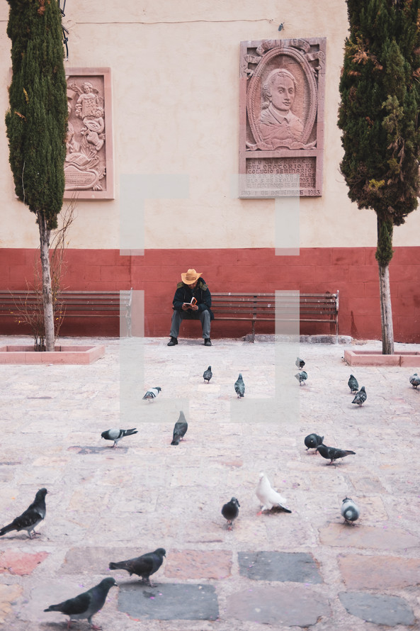 man sitting on a bench reading surrounded by pigeons 