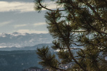 pine branches and winter mountain landscape 