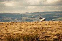 sheep in the Peak District 