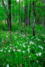 white flowers covering a forest floor 