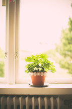 flower pot in a window sill 