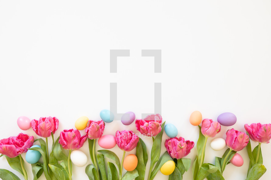Border of pink tulips and easter eggs on white