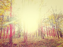 sun shining in a forest 