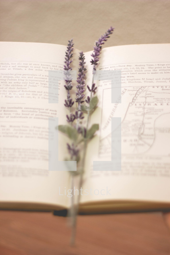 sprig of lavender in a book 