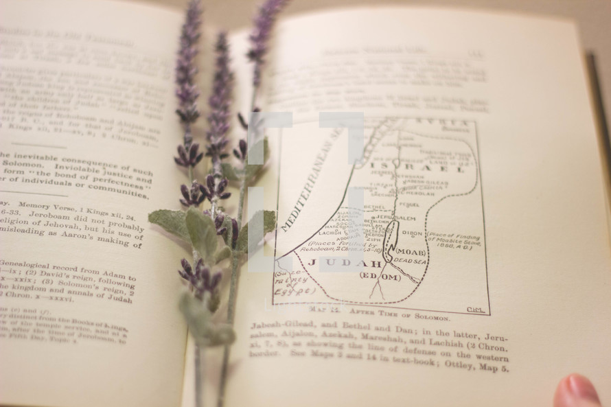 sprig of lavender in a book 