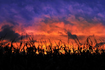 cornfield at sunset and a red sky