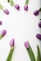 tulips on a white background - border