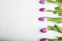 tulips on a white background - border