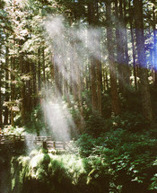 sunbeams shining into a forest 