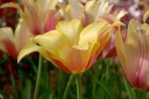 soft yellow tulip with pink in a tulip bed on a softly sunny day