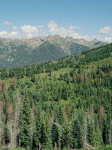 evergreens on a mountainside 