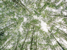 looking up to the tops of tall trees in a forest 