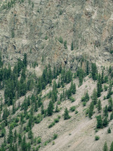 evergreens growing on the side of a mountain 
