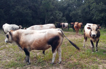The Cattle on a thousand hills = A group of cows gathered together in a grassy pasture surrounded by woods and trees. 