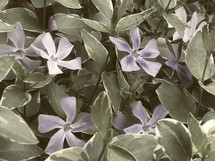 muted vine leaves and purple flowers closeup
