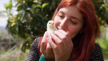 Little chick caressed by girl in farm