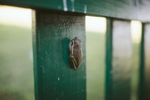 tree frog on a fence 