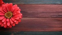 Red gerbera flower on wooden background. Top view with copy space